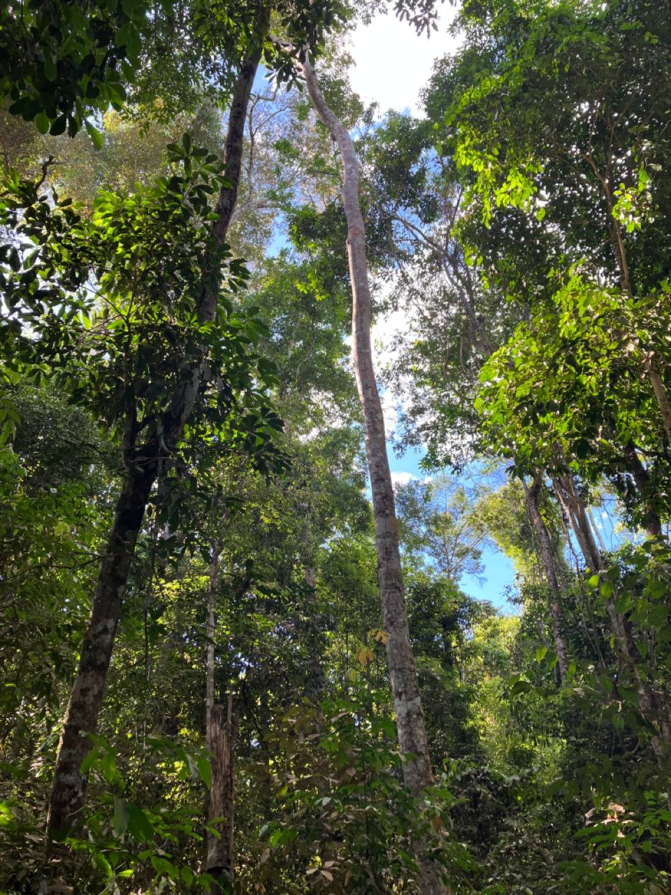 Brazilian Amazon — REDD+ Amazônia ( CarbonFree )