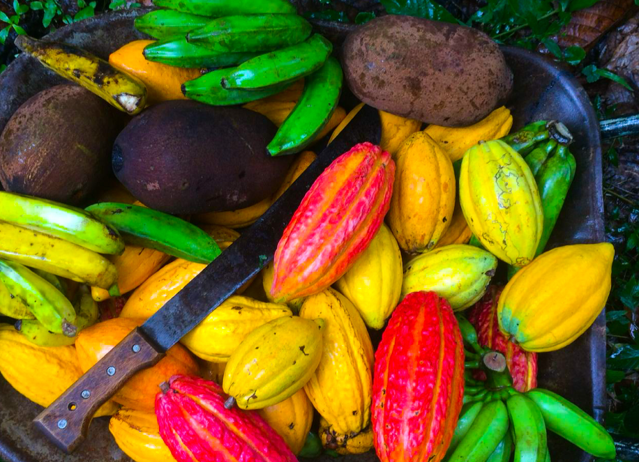 Adoção de Sistemas Agroflorestais (Agroforestree)